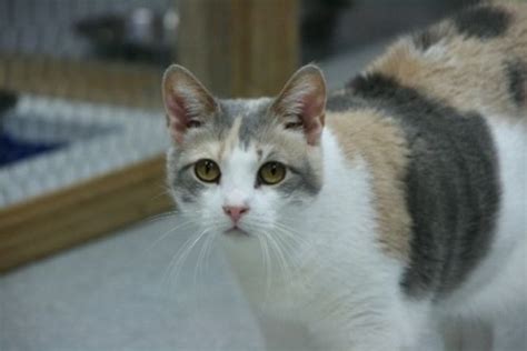 Dilute Calico Cat Detailed Information About The Black White And Orange Calico Cat