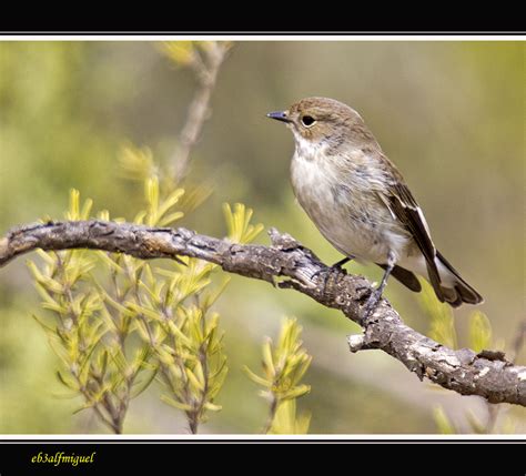 MIS AMIGAS LAS AVES Papamoscas Cerrojillo Ficedula Hypoleuca