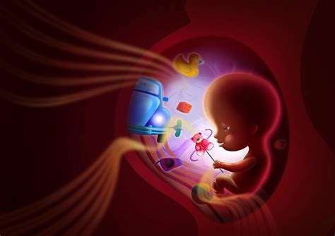 womb development behance