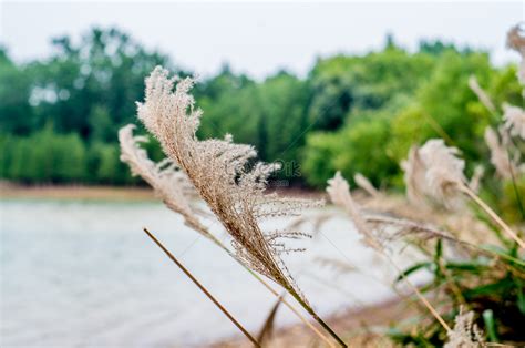 Summer Breeze Picture And HD Photos | Free Download On Lovepik