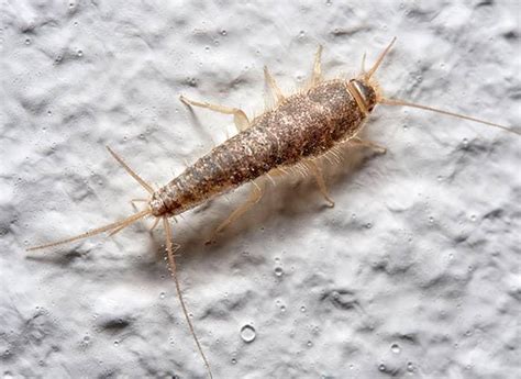 A Complete Guide To Silverfish In Maine