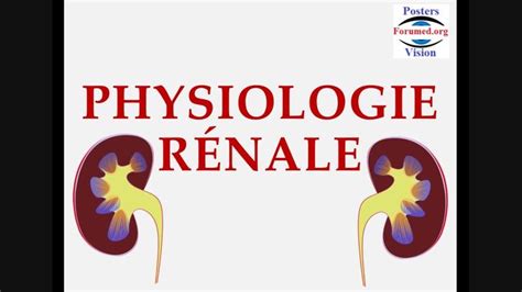 Physiologie Renale Anatomie Du Rein Nephron Equilibre Acido Basique Rea