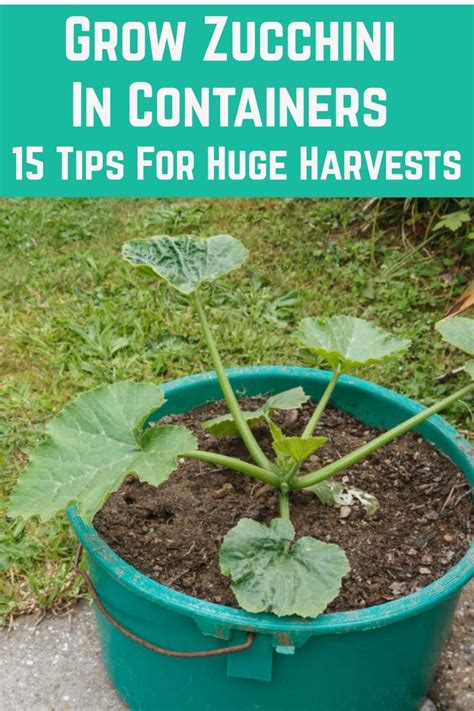 Grow Zucchini In Containers Tips For Huge Harvests In