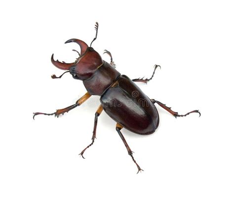 Stag Beetle Stock Photo Image Of Frontal Portrait Conservation