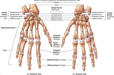 WRIST AND ELBOW BONES JOINTS LIGAMENTS Flashcards Quizlet