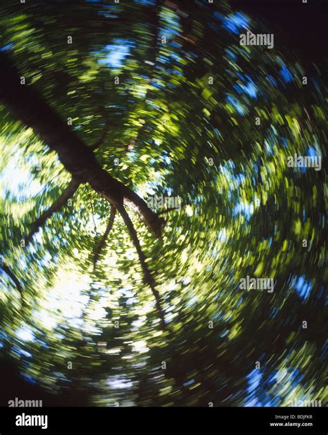 Forest Tree Canopy Stock Photo Alamy