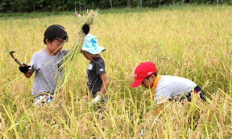 【ふれあい稲刈り体験】新田市の里山で稲刈りに挑戦だ！ 稲刈り後はお弁当と具だくさん豚汁も味わえます