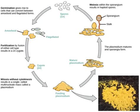 Kingdom Protista - Characteristics, Classification, Reproduction, Life ...