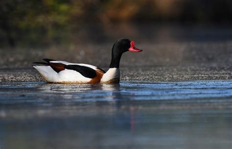 Tadorne De Belon Tadorna Tadorna Common Shelduck Flickr