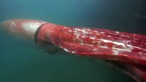 Rare giant squid spotted in Japanese harbor