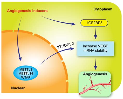 Potential Impact Of N Methyladenosine Rna Methylation On Vision