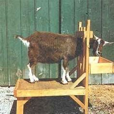 14 Goat Milking Stand Plans PlansPin