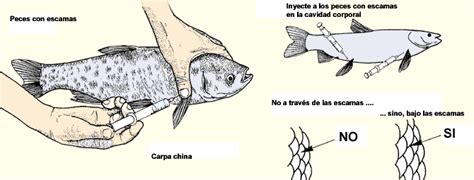 La Reproducci N De Los Peces