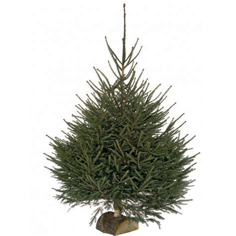 Le Sapin Epicéa: le choix parfait pour les fêtes - Allo Sapin