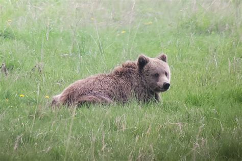 Yellowstone Wildlife Tours - See Wolves, Bears, Birds and More