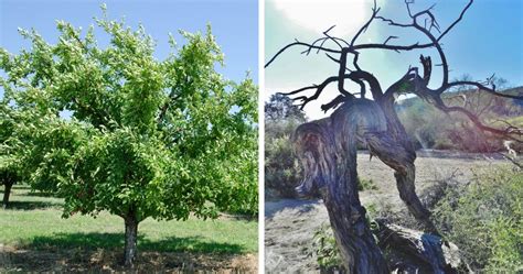 7 Ways that Desert Trees Are Different: What You Need to Know About ...