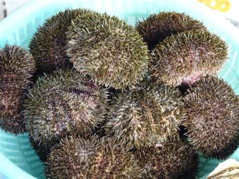 Green sea urchin (Bafun uni) | Basic Sushi Knowledge - Sushi University