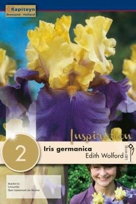 Nuo 3 14 Vilkdalgių svogūnėliai lot IRIS GERMANICA EDITH WOLFORD