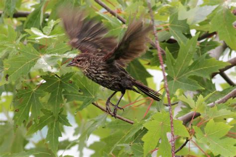 Agelaius Phoeniceus Red Winged Blackbird Female Or Imm Flickr