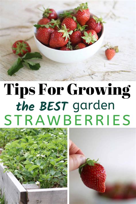 Tips For Growing The Best Tasting Strawberries Umbel Organics