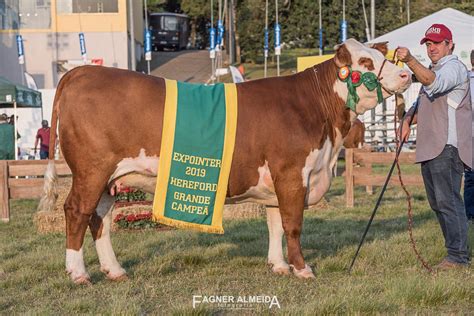 Abhb Divulga Resultado Das F Meas A Galp O Hereford E Polled Hereford