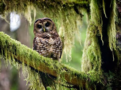 Robin Loznak Photography Northern Spotted Owl