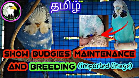 Show Budgies Breeding Tips My Own Tips Working Tamil