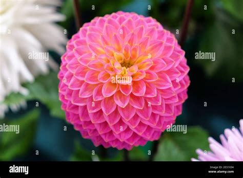 Pink Pompon Dahlia In Flower Stock Photo Alamy