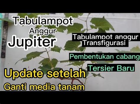 Tabulampot Anggur Jupiter Update Setelah Ganti Media Tanam