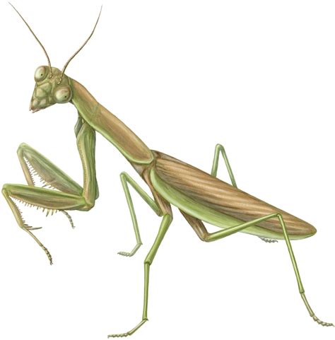 Mantis Png Transparent Image Download Size 1200x1218px