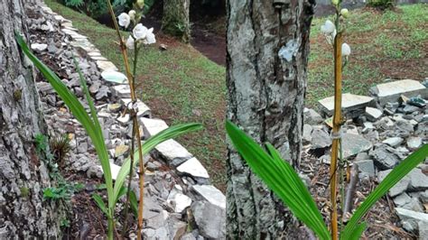 Decomisan Dos Orqu Deas De La Especie Flor Del Esp Ritu Santo Que