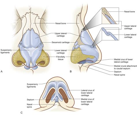 nasal anatomy cartilage