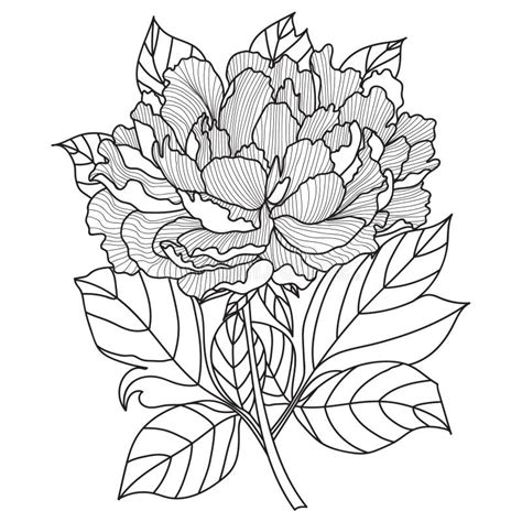 Peony Bouquet Vector Coloring Book Page For Adults Hand Drawn