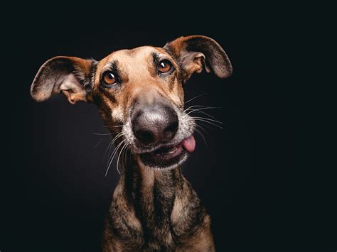 Absurdly Expressive Dog Portraits by Elke Vogelsang — Colossal