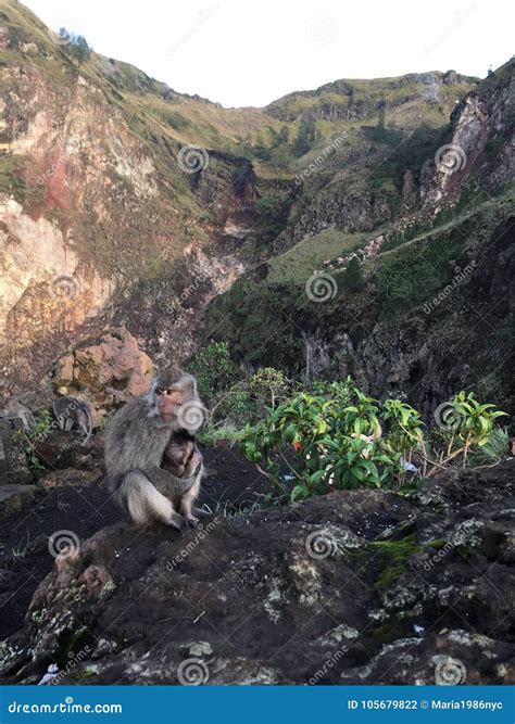 Macaca Fascicularis Cangrejo Comiendo El Macaque O El Macaque De Cola