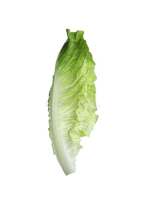 Fresh Leaf Of Green Romaine Lettuce Isolated On White Stock Photo