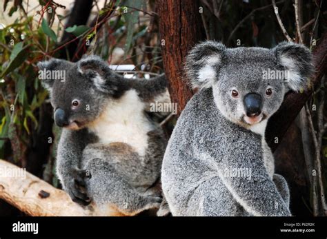 Koalas in Queensland Stock Photo - Alamy