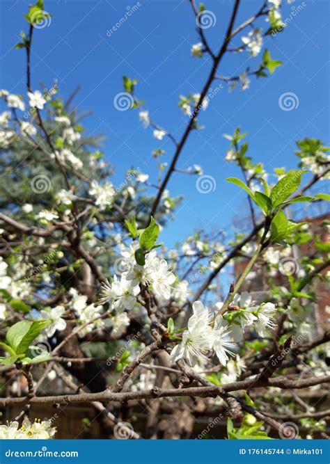 plum tree bloom 10