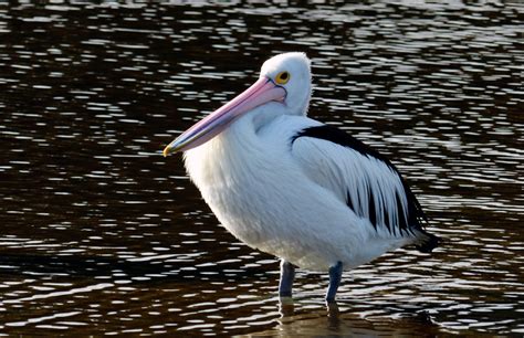 Pelican In Water Royalty Free Stock Photo