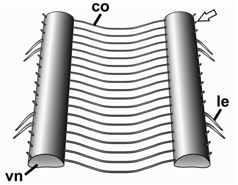 Ventral Nervous System In Onychophora Schematic Illustration Of