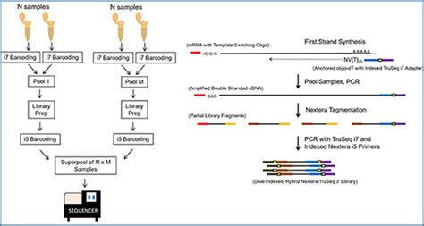 Split Seq Single Cell Profiling With Split Pool Barcoding Rna Seq Blog