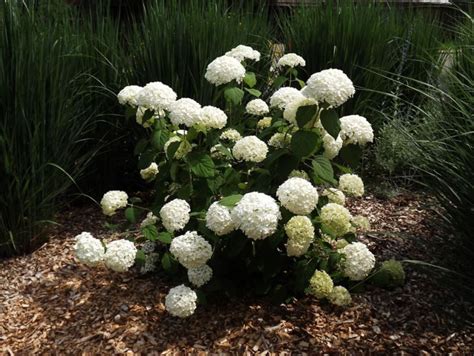 Hydrangea Arborescens Abetwo Incrediball® Incrediball® Smooth Hydrangea The Dawes Arboretum