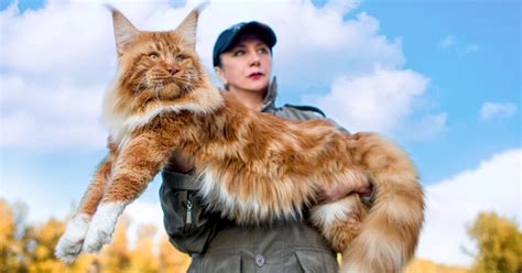 Finn The Cat Is Breaking Records With His Enormous Size Goodnet