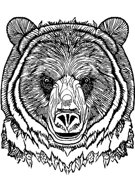 Grizzly Bear Coloring Page · Creative Fabrica