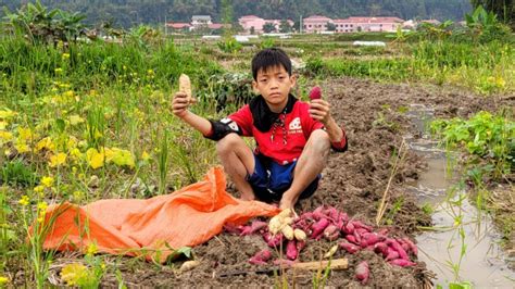 Digging Sweet Potatoes In The Field To Sell Doing Housework And Taking