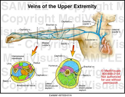 Veins Of The Upper Extremity Medical Illustration Medivisuals