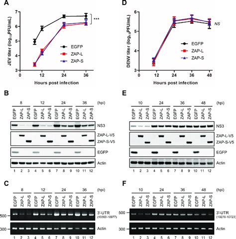 Inhibition Of Jev But Not Denv Infection By Human Zap Isoforms A549