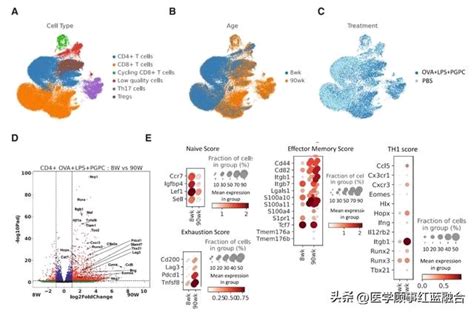 Cell重磅：纠正年龄相关树突状细胞缺陷，实现肿瘤根除！