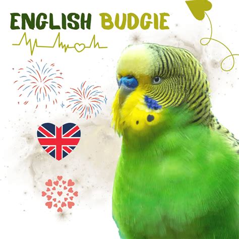 English Budgie Personality Colors Size Care And Breeding