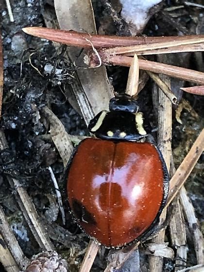 LeConte S Giant Lady Beetle Anatis Lecontei BugGuide Net